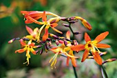 CROCOSMIA LATIFOLIA CASTLEWARD LATE