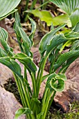 HOSTA PRAYING HANDS