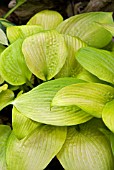 HOSTA KING TUT