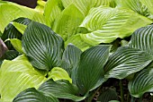 HOSTA SUM AND SUBSTANCE