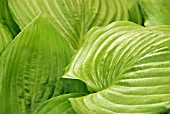 HOSTA SUM AND SUBSTANCE