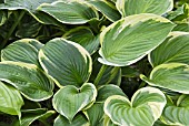 HOSTA ELLERBROOK