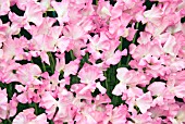 LATHYRUS ODORATUS HONEY PINK