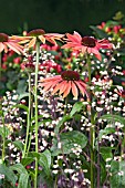 ECHINACEA SUNDOWN AND HEUCHERA EBONY AND IVORY