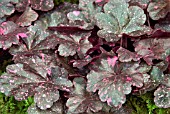 HEUCHERA MIDNIGHT ROSE