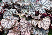 HEUCHERA NEPTUNE