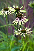 ECHINACEA GOLDEN ENVY