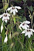 GLADIOLUS CALLIANTHUS