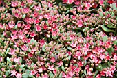 SEDUM PLURICALE ROSE CARPET