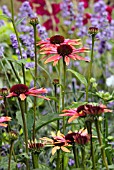 ECHINACEA PURPUREA SUNDOWN IN MIXED BORDER