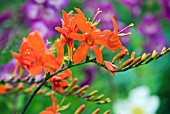 CROCOSMIA ORANGE DEVIL