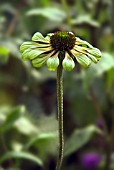 ECHINACEA GREEN ENVY