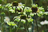 ECHINACEA GREEN ENVY