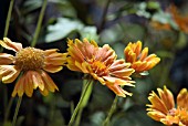 GAILLARDIA ST CLEMENTS