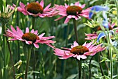 ECHINACEA RUBY GIANT