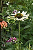 ECHINACEA SUMMER SKY