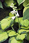 HOSTA RAINFOREST SUNRISE