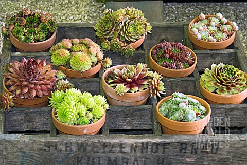 POTS_OF_MIXED_SEMPERVIVUMS_IN_A_WOODEN_CRATE