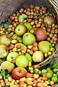 BASKET OF DESSERT APPLES AND CRAB APPLES