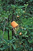 EARWIG TRAP ON APPLE TREE