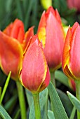 TULIPA UNITED STATES