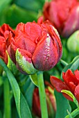 TULIPA ABBA