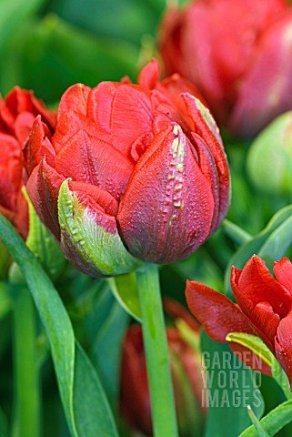 TULIPA_ABBA