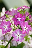 PRIMULA SIEBOLDII GEISHA GIRL