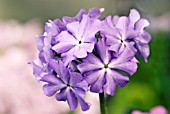 PRIMULA SIEBOLDII BLUE LAGOON