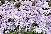 PHLOX SUBLATA