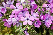 PHLOX X PROCUMBENS VARIEGATA