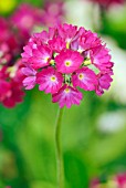 PRIMULA DENTICULATA RUBY