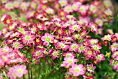 SAXIFRAGA PETER PAN