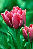 TULIPA DISTINCTION