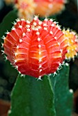 GYMNOCALYCIUM MIHANOVICHII ORANGE GLOW