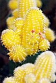 ECHINOPSIS CHAMAECEREUS LUTEA