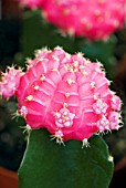 GYMNOCALYCIUM MIHANOVICHII PINK GLOW