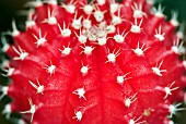 GYMNOCALYCIUM MIHANOVICHII RUBY BALL