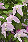 CLEMATIS ALPINA JACQUELINE DU PRE