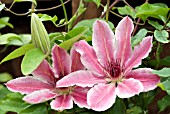 CLEMATIS LINCOLN STAR