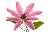 CLEMATIS LINCOLN STAR