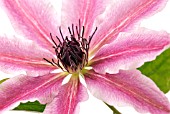 CLEMATIS LINCOLN STAR