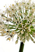 ALLIUM IVORY QUEEN