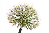 ALLIUM IVORY QUEEN