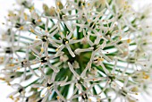 ALLIUM IVORY QUEEN