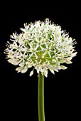 ALLIUM IVORY QUEEN