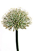 ALLIUM IVORY QUEEN