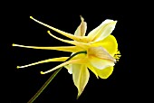 AQUILEGIA - MCKANA HYBRID