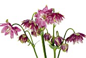 AQUILEGIA VULGARIS NORA BARLOW