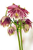 AQUILEGIA VULGARIS NORA BARLOW